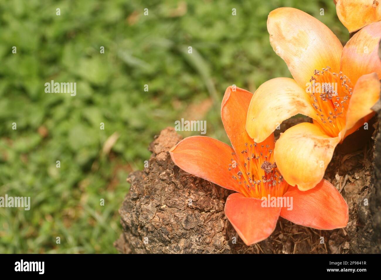 Nice orange color hi-res stock photography and images - Alamy