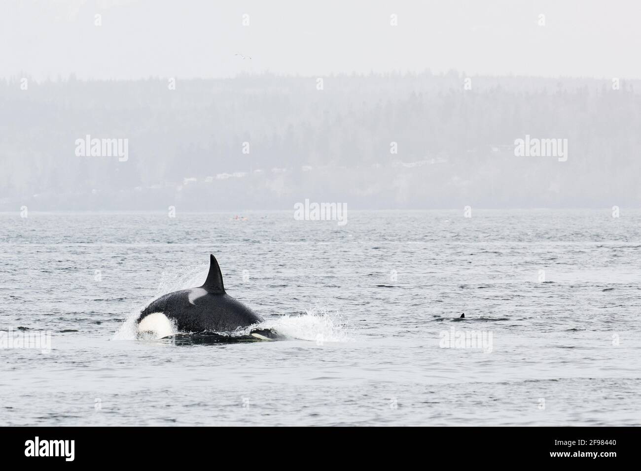 A Killer Whale diving into Puget Sound in Mukilteo, Washington Stock Photo
