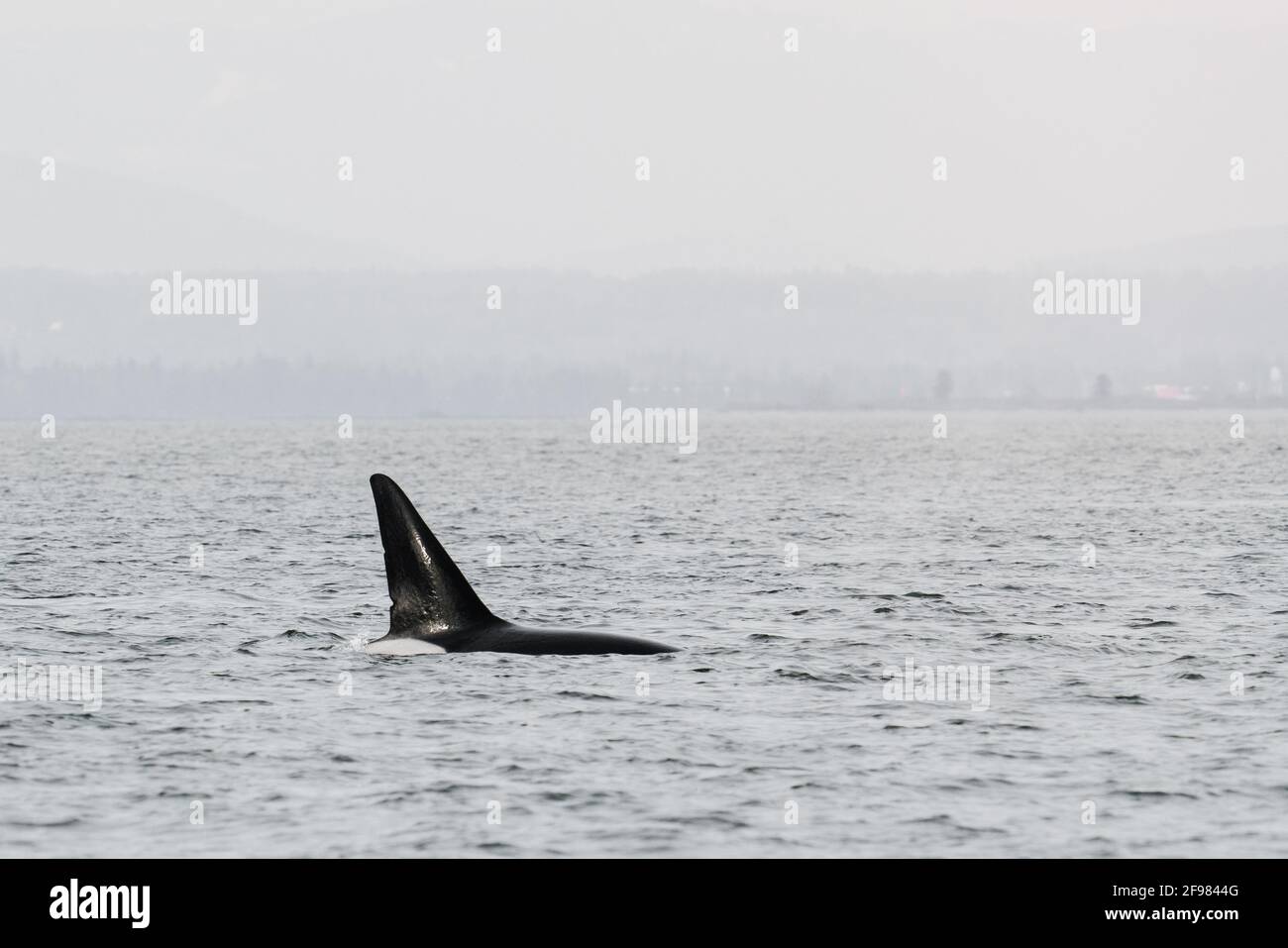 Cropped view of the dorsal fin of an Orca Whale in Puget Sound Stock Photo