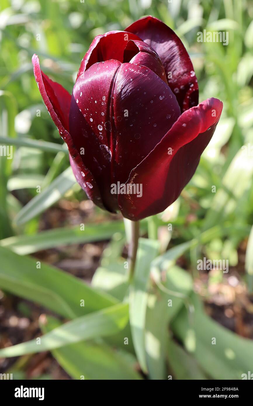 Tulipa 'Queen of Night' Single Late 5 Queen of Night tulip – dark purple  maroon flowers, April, England, UK Stock Photo - Alamy