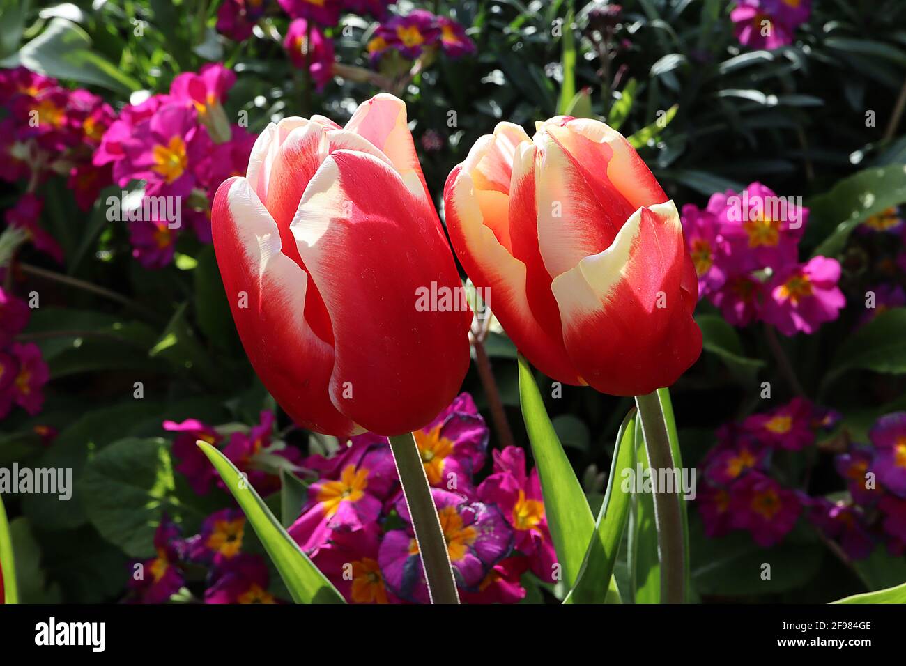 Tulipa ‘Leen van der Mark’ Triumph tulip 3 Leen van der Mark tulip