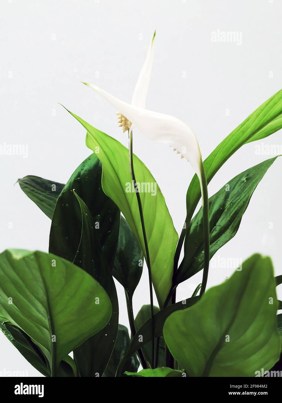 two spathiphyllum flowers with green leaves on a light background Stock Photo
