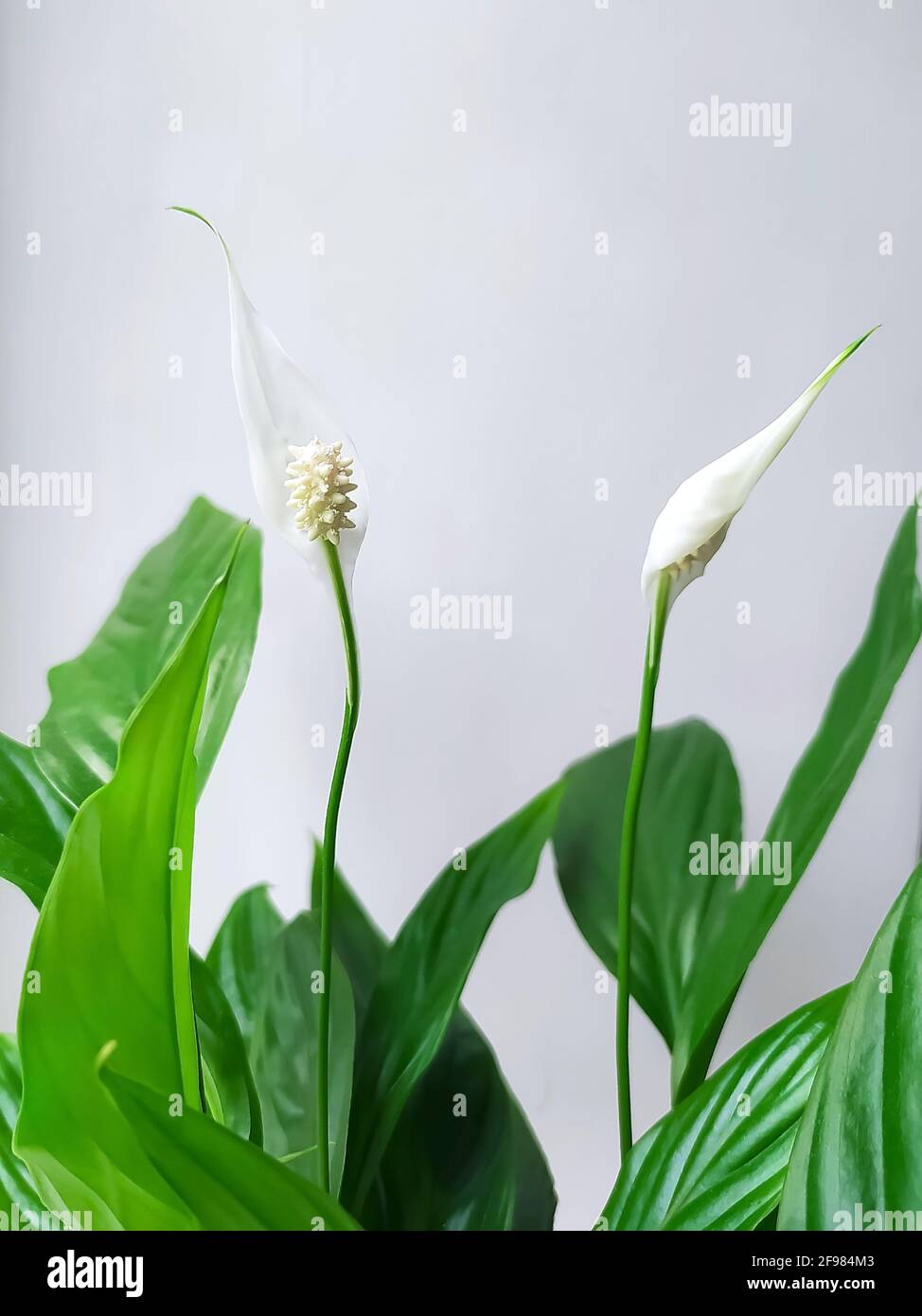 two spathiphyllum flowers with green leaves on a light background Stock Photo