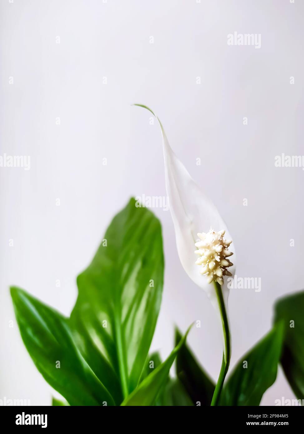 blooming spathiphyllum flower with green leaves on a light background Stock Photo