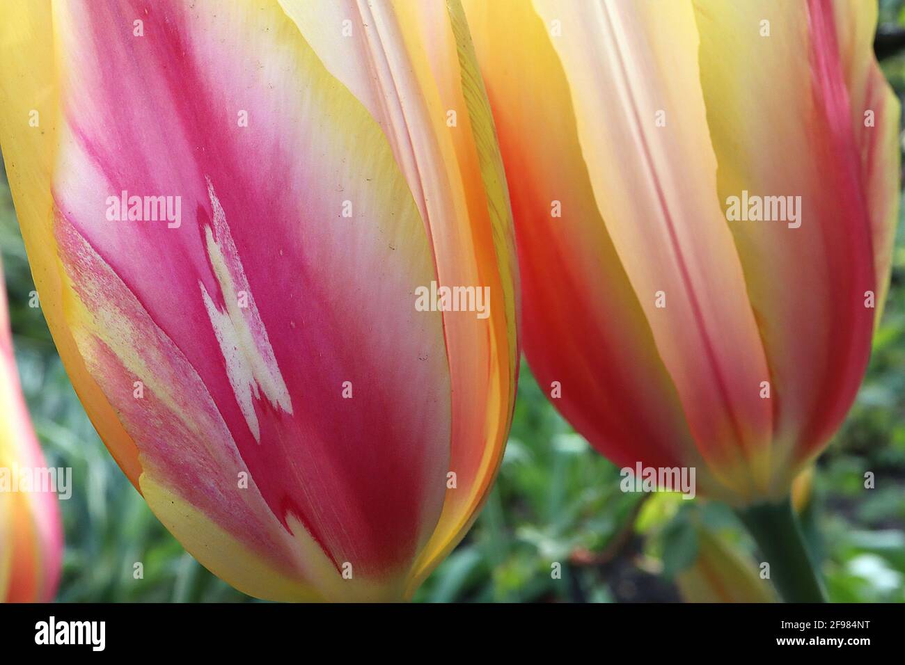 Tulipa ‘Blushing Lady’ Single late 5 Blushing Lady tulip huge flowers