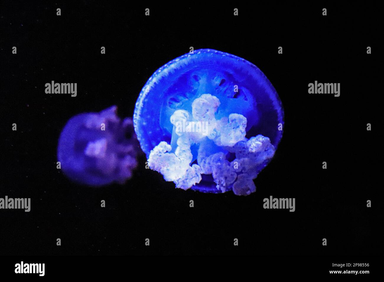 Violet jellyfish hi-res stock photography and images - Alamy