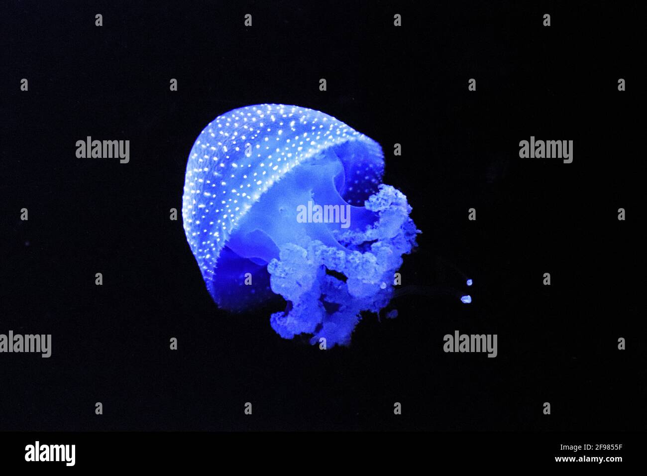 Jellyfish Swimming In The Sea. Medusa Stock Photo