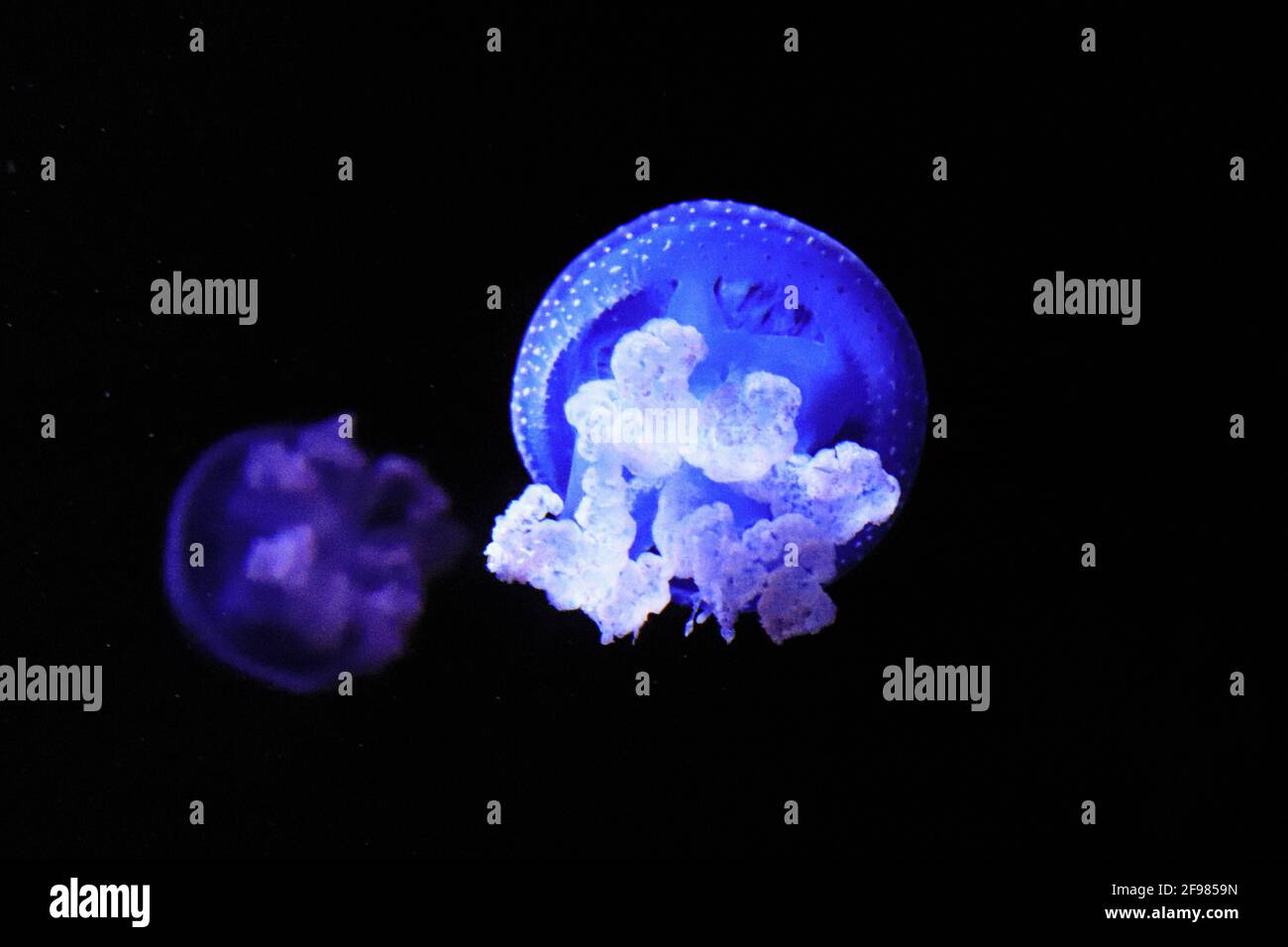 Jellyfish Swimming In The Sea. Medusa Stock Photo