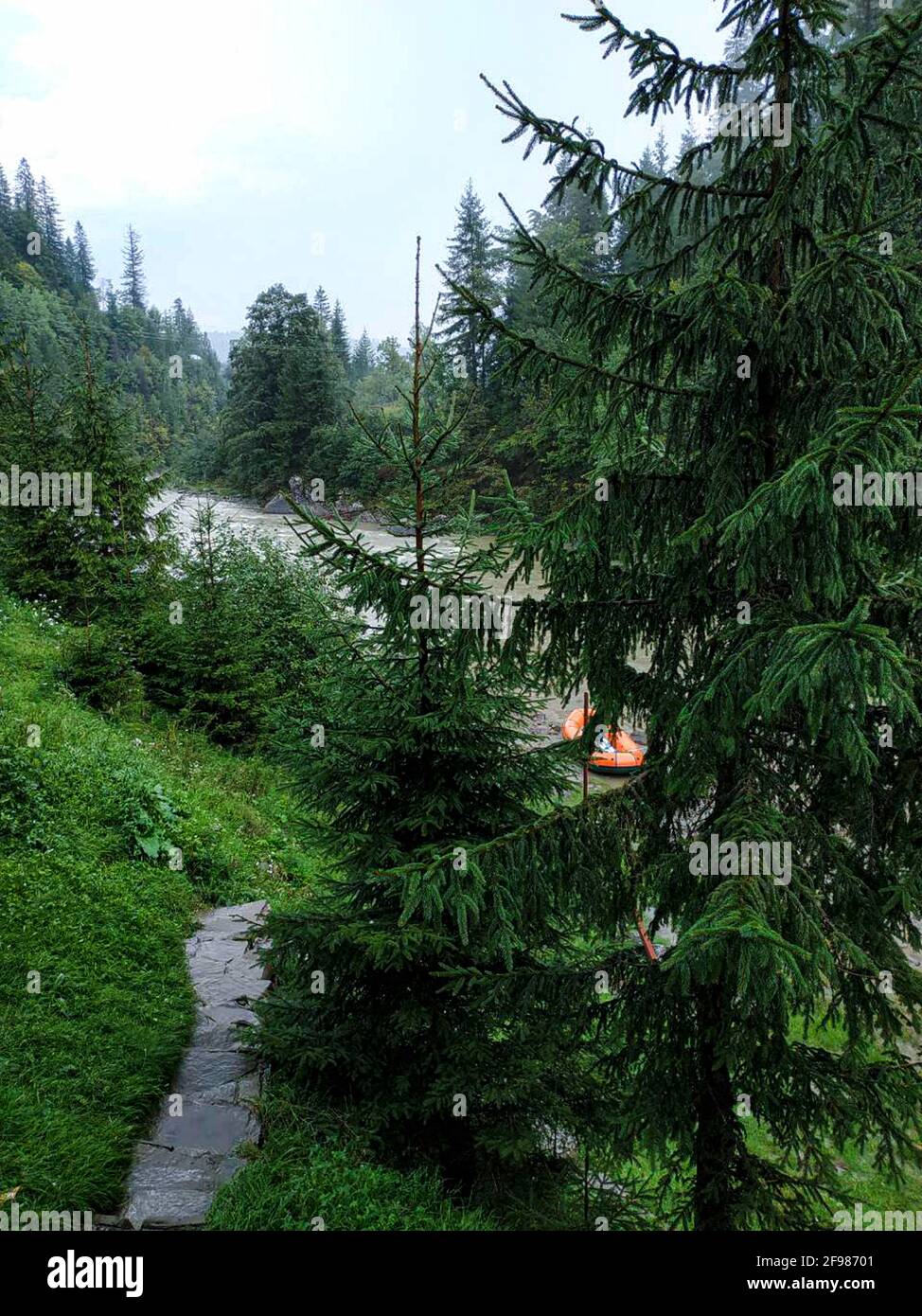summer season mountain river and pine trees Stock Photo