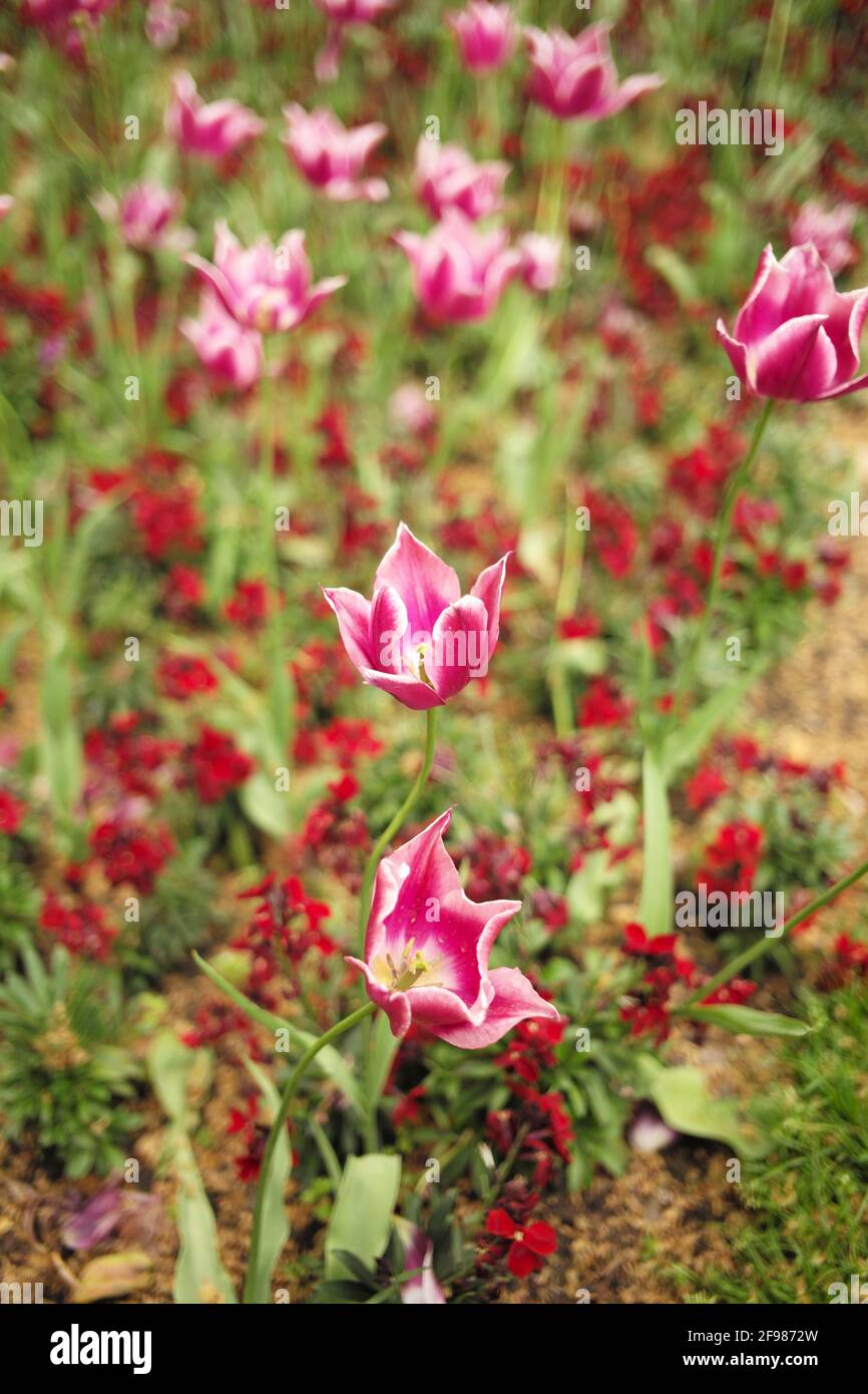 Flowers and Plants UK Stock Photo Alamy