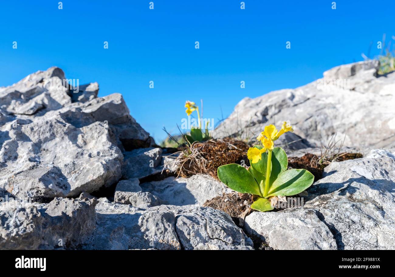 Close-up of a blooming Alpine cowslip (Primula auricula) on rock. Allgäu Alps, Bavaria, Germany Stock Photo