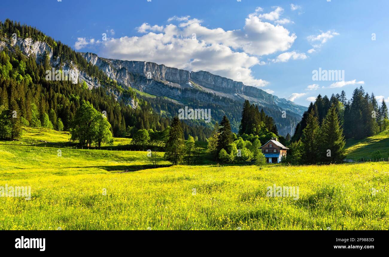 Mountain landscape in the Rohrmooser Tal near Oberstdorf. Spring meadows with yellow flowers, forest and a house. Allgäu Alps, Bavaria, Germany Stock Photo