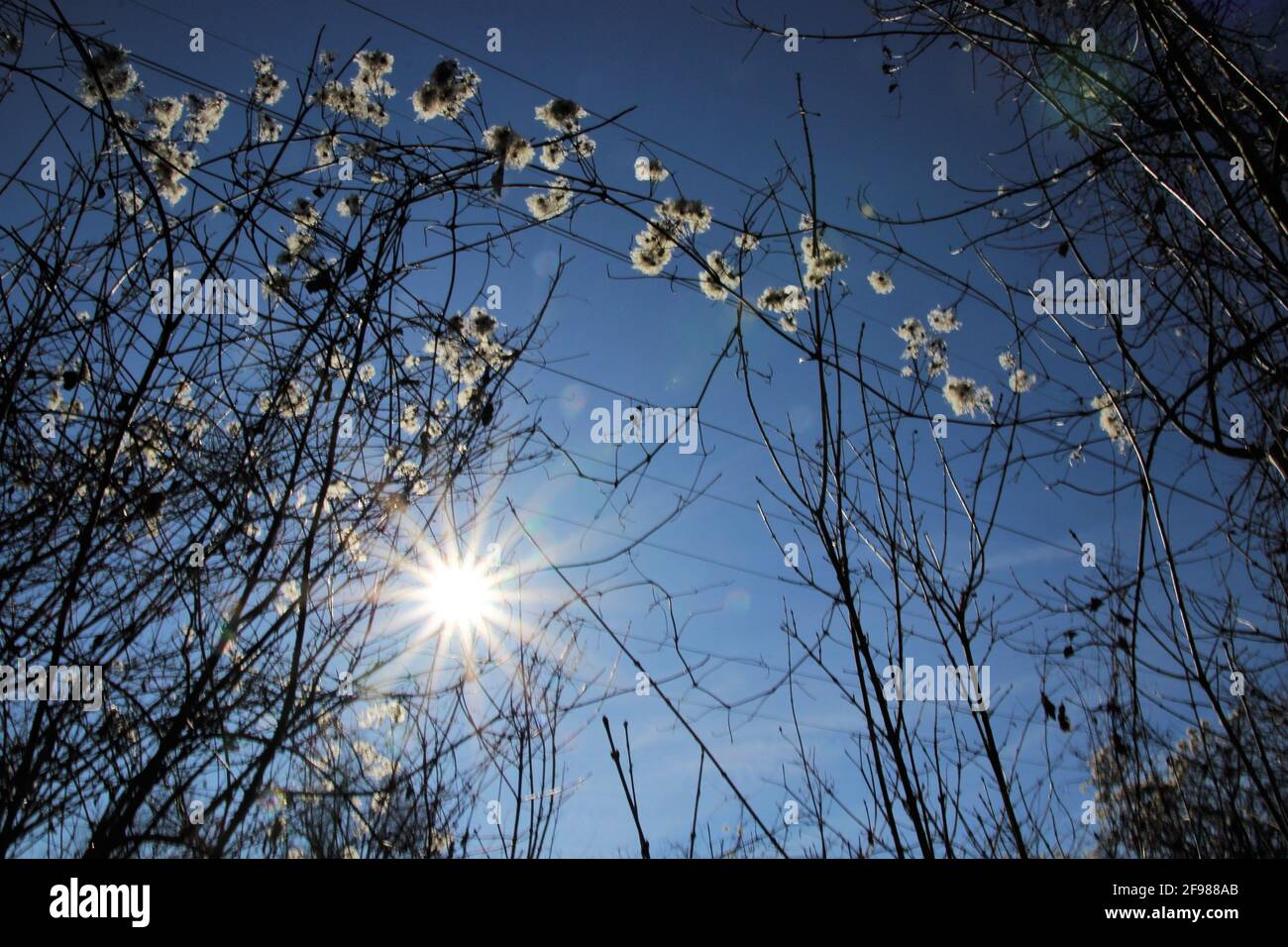 Grasses with fruit bunches in the backlight, sun, blue sky, wool-like Stock Photo