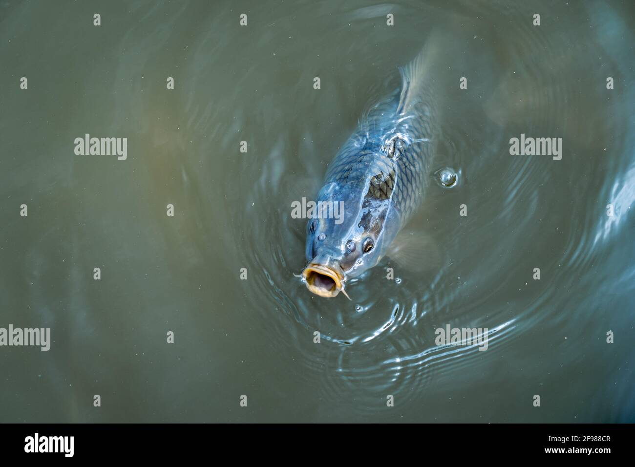 Big carp fish sticking its mouth out of the water in a dirty lake Stock