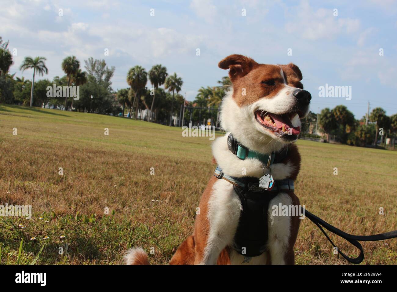 Border Collie Terrier Mix Stock Photo Alamy