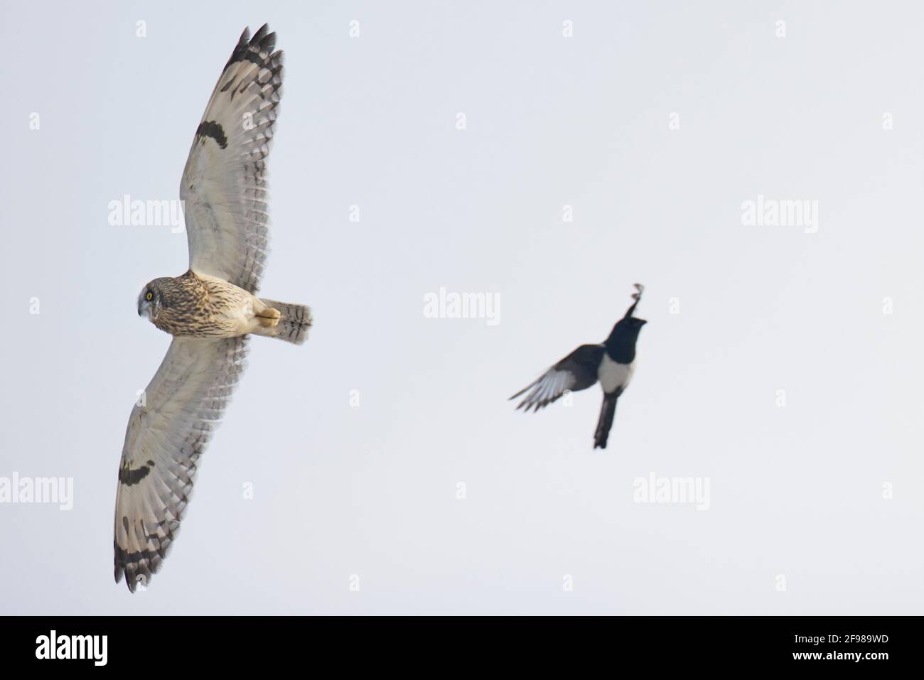 Short-eared owl, owl, Asio flammeus and magpie, Pica pica in flight Stock Photo