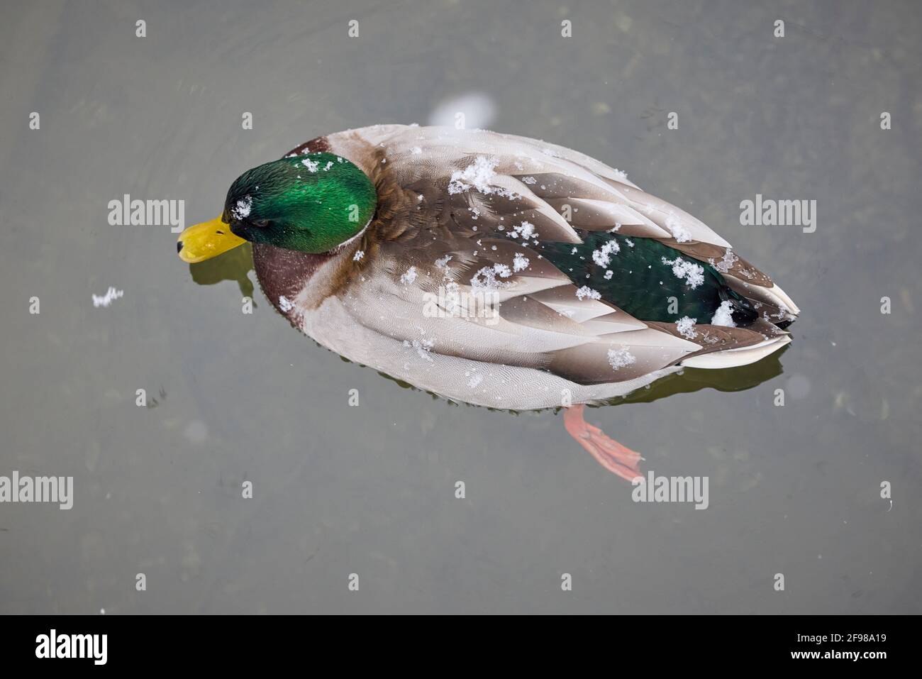 Top view drake mallard duck hires stock photography and images Alamy