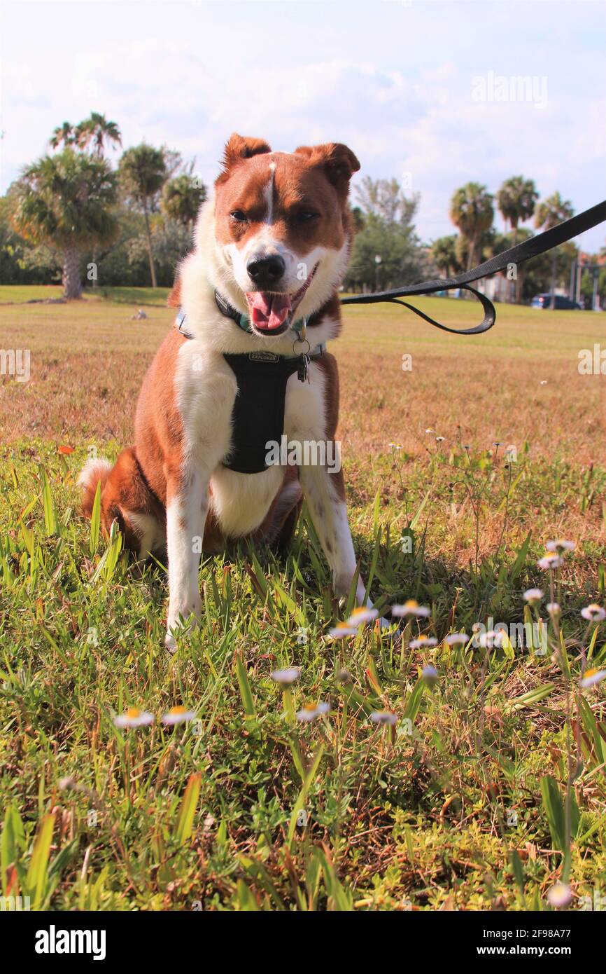 Border Collie Terrier Mix Stock Photo - Alamy