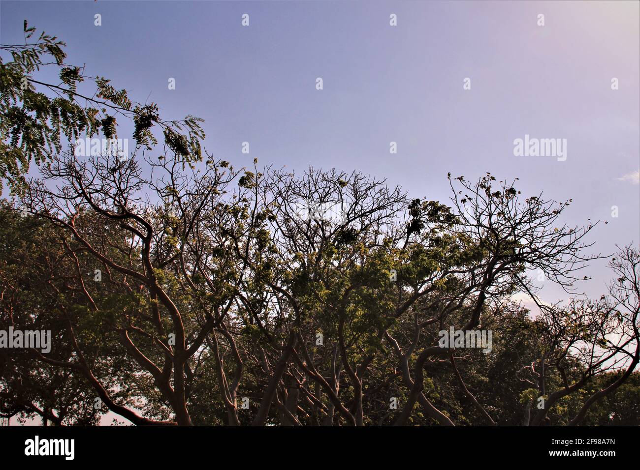 Tall palm trees filter hi-res stock photography and images - Alamy