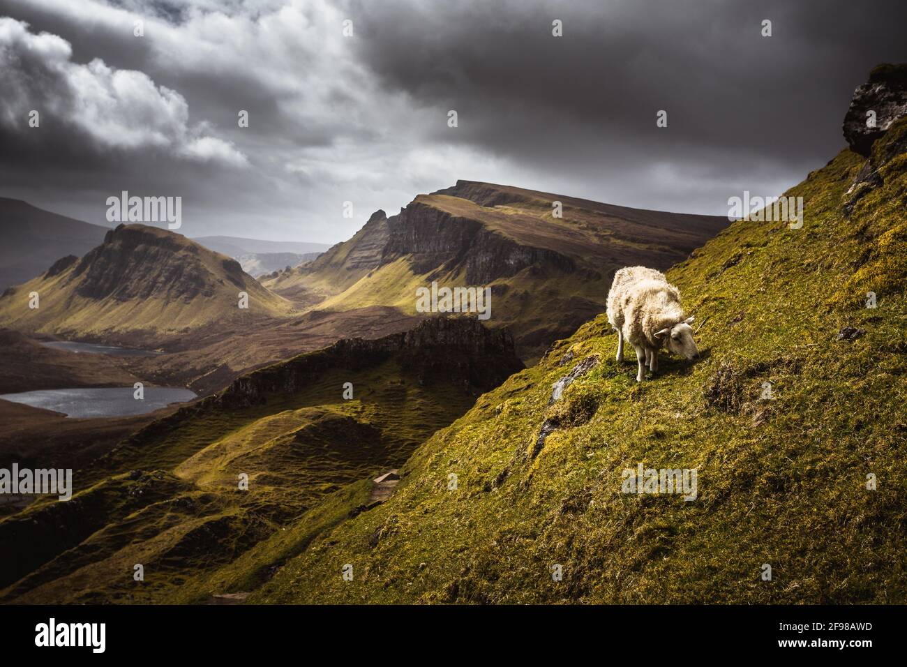 Scotland, Highlands, Skye, Quiraing, Sheep Stock Photo