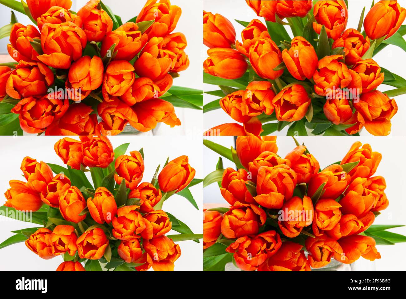 Four bouquet of orange tulips Stock Photo