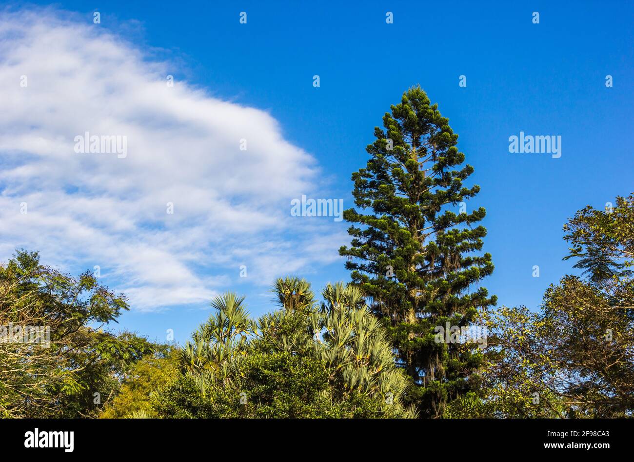 Beautiful shot pine forest hi-res stock photography and images - Alamy