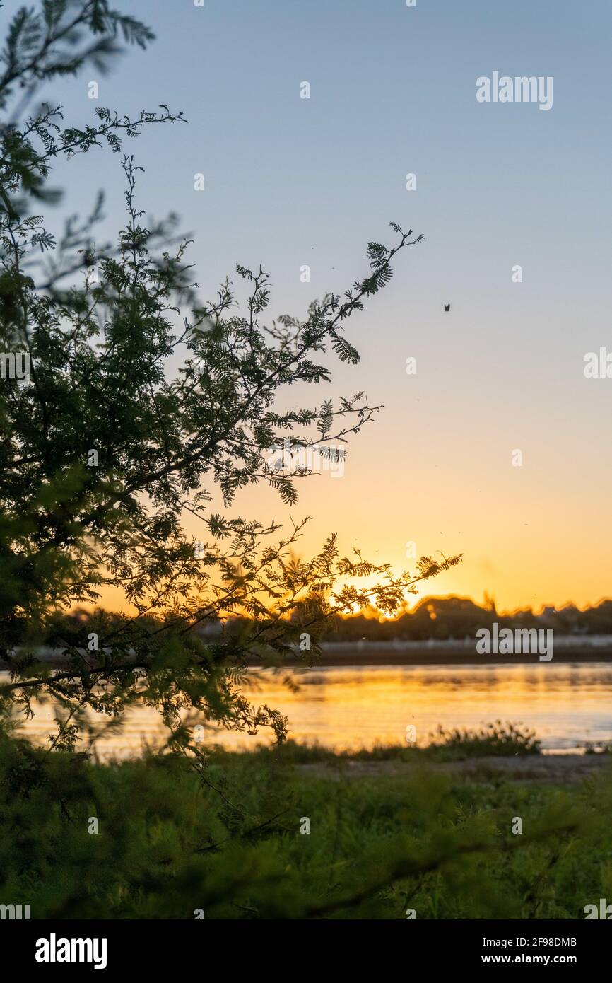 Vertical shot of green tree branches on a sunset sky background Stock