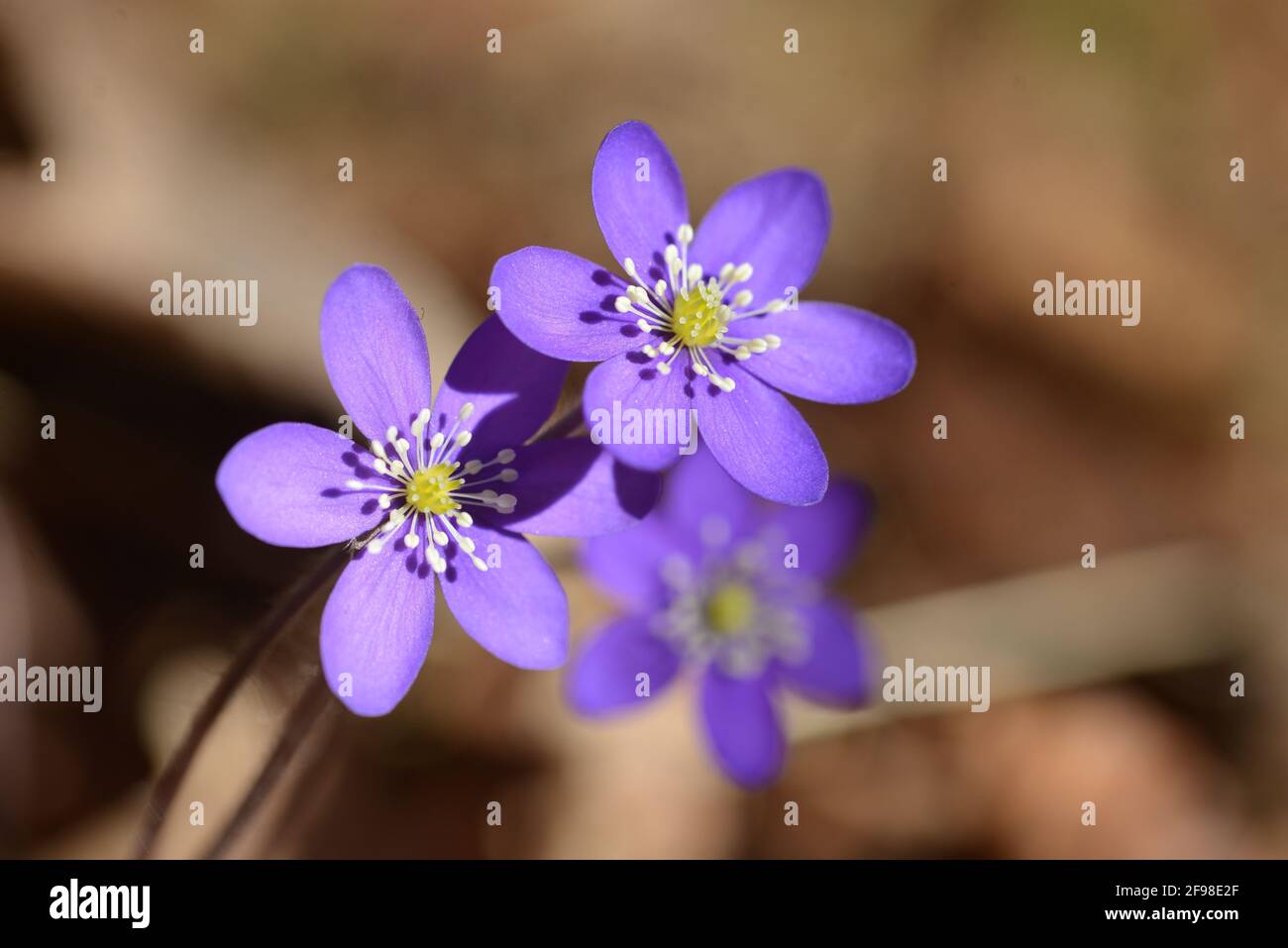 Beautify Your Environment With Flowers High Resolution Stock ...
