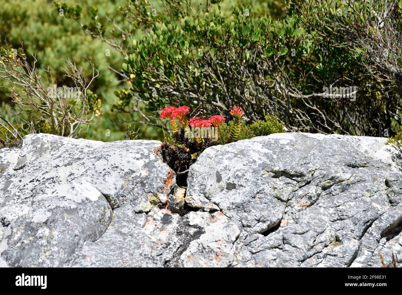 Red crassula [Crassula coccinea], flowering in sandstone rocks of south-west Cape, with attending Citrus Swallowtail butterfly [Papilio demodocus], South Africa. Stock Photo