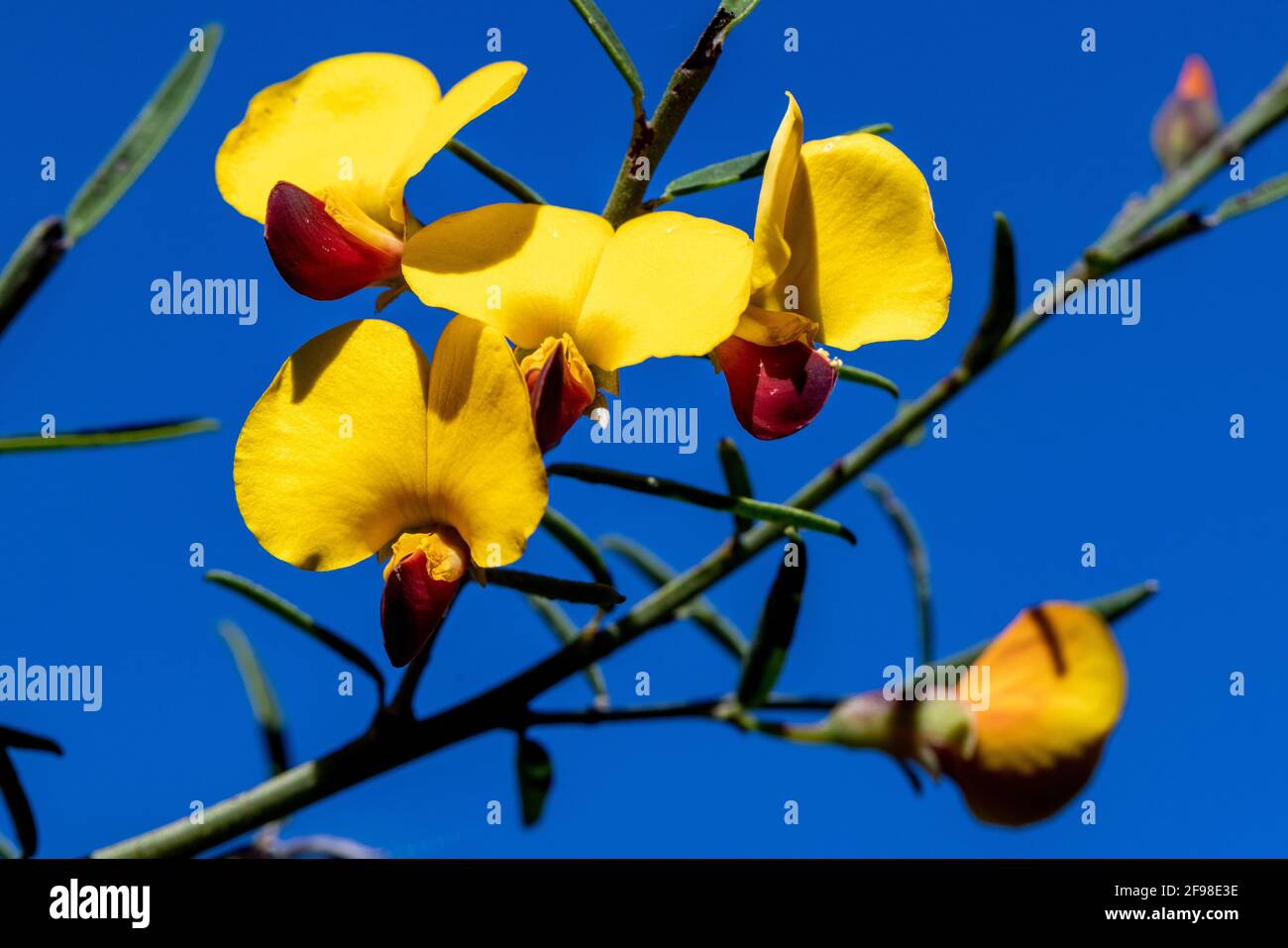 Variable Bossiaea plant in flower Stock Photo