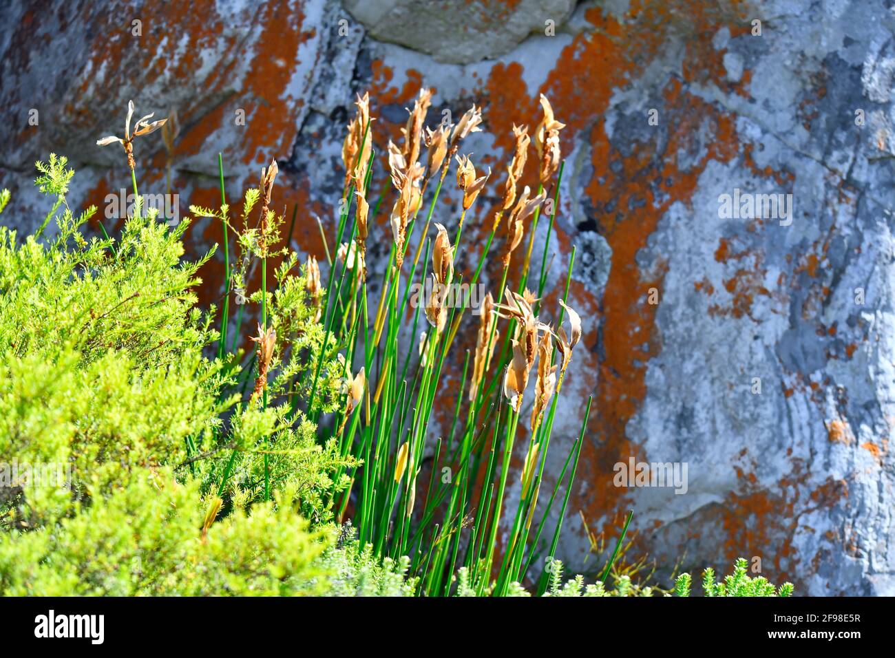 Elegia mucronata 'Bergriet' a fynbos plant growing beside colourful rock, endemic in the mountains of the southern Cape, South Africa. Stock Photo