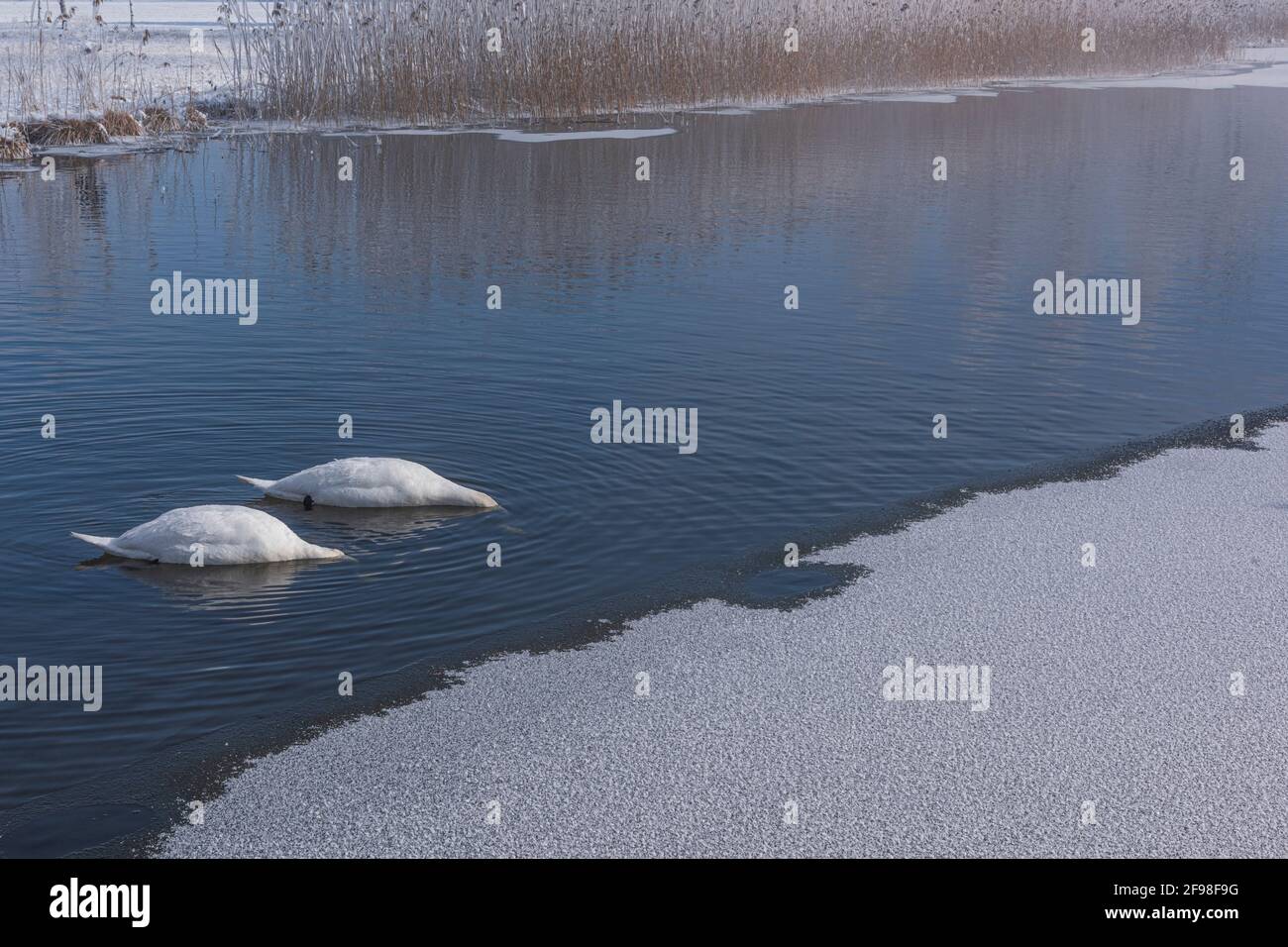 A magical winter morning at Kochelsee, Bavaria. Swans foraging in frost, sunshine, fog and freshly fallen snow. Stock Photo