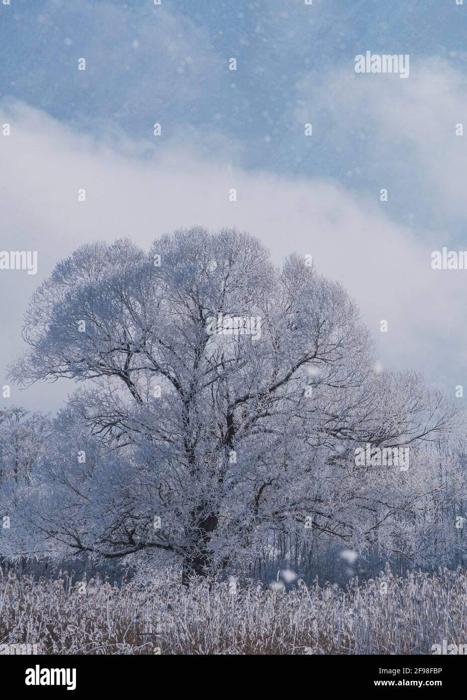 A magical winter morning in Schlehdorf am Kochelsee, Bavaria, with ...