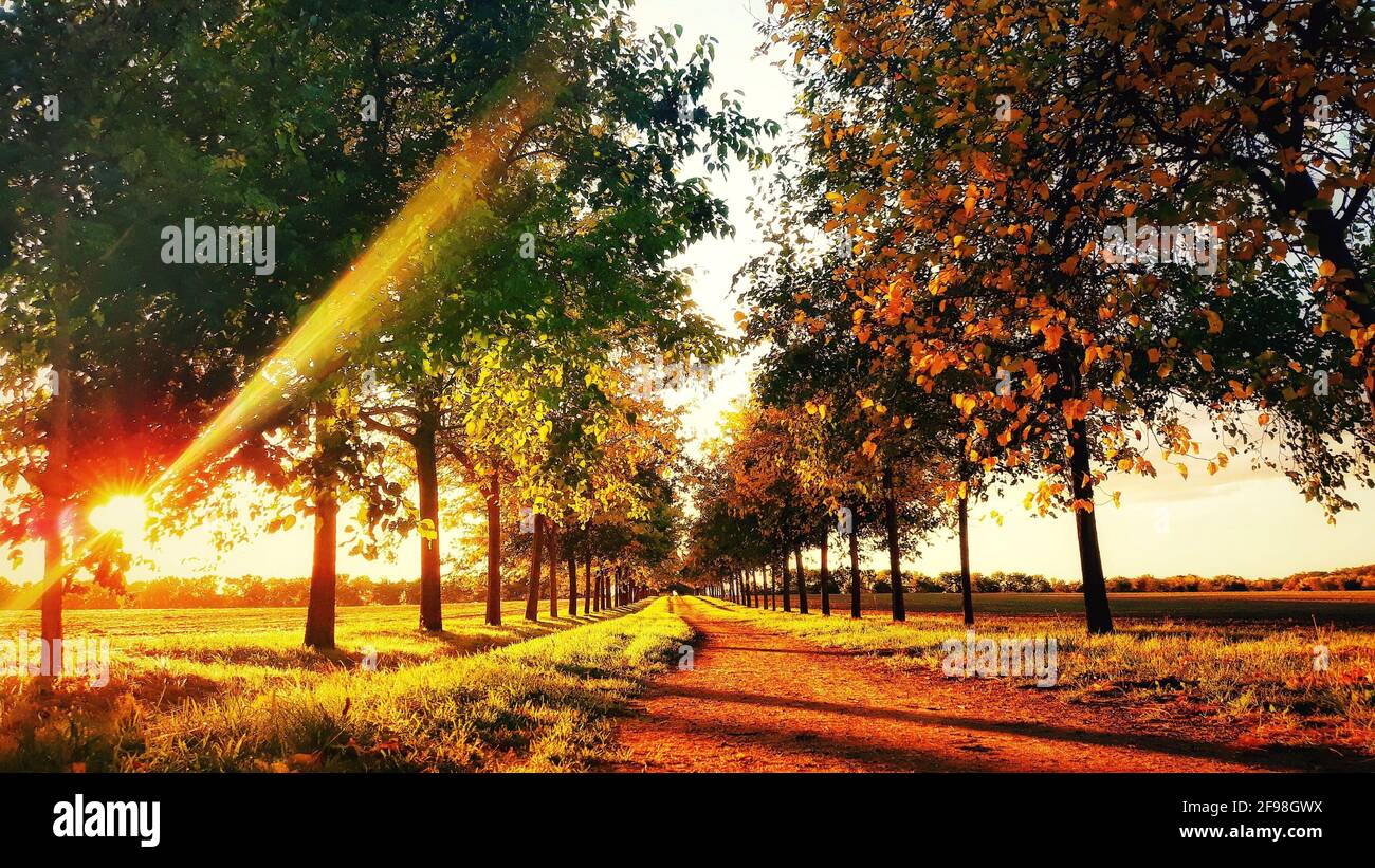 Alley of trees hi-res stock photography and images - Alamy