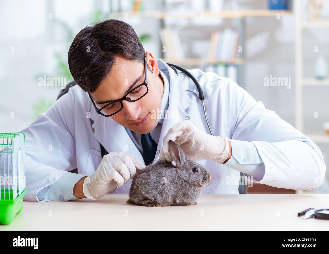 The vet doctor checking up rabbit in his clinic Stock Photo - Alamy