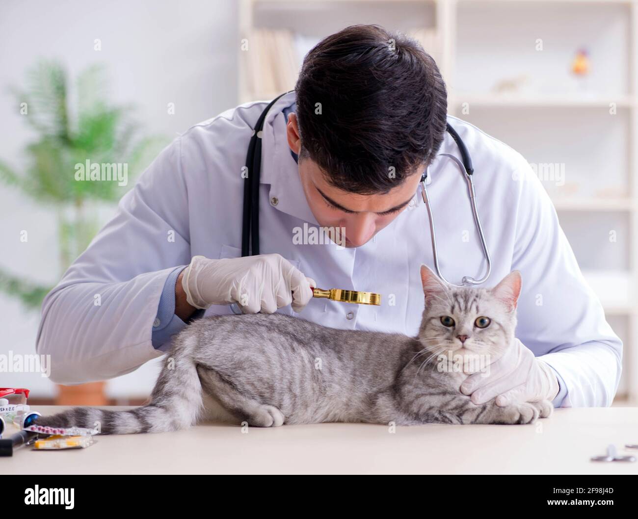 The vet examining sick cat in hospital Stock Photo - Alamy