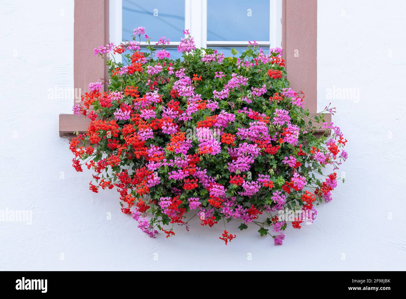 Germany, Rhineland-Palatinate, Gleiszellen-Gleishorbach, flower box with geraniums. Stock Photo