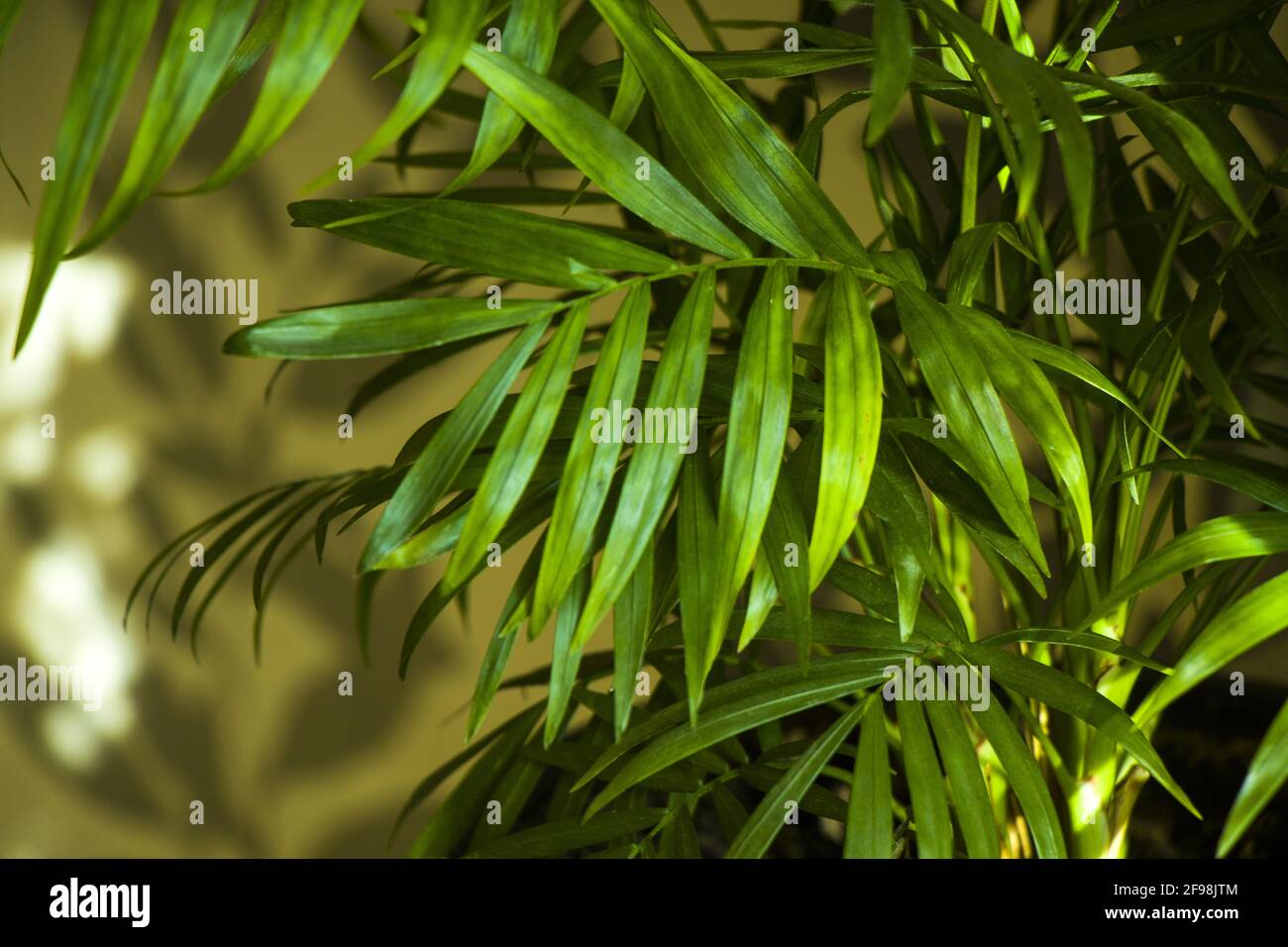 Selective of decorative Indoor palm tree branches Stock Photo Alamy