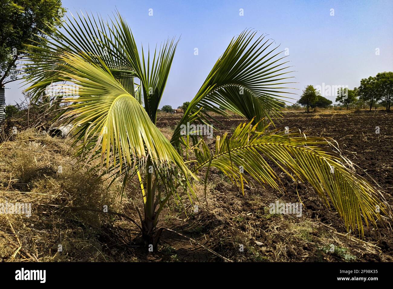 Green Raffia palm grown in a tropical area on a sunny day Stock Photo