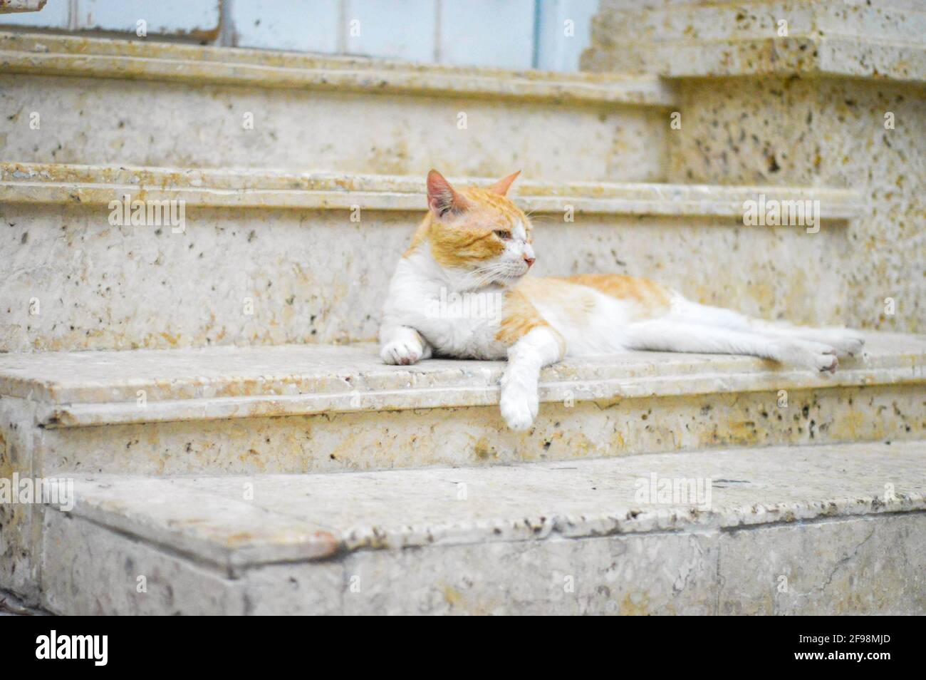 White cat with ginger markings lying on stairs Stock Photo