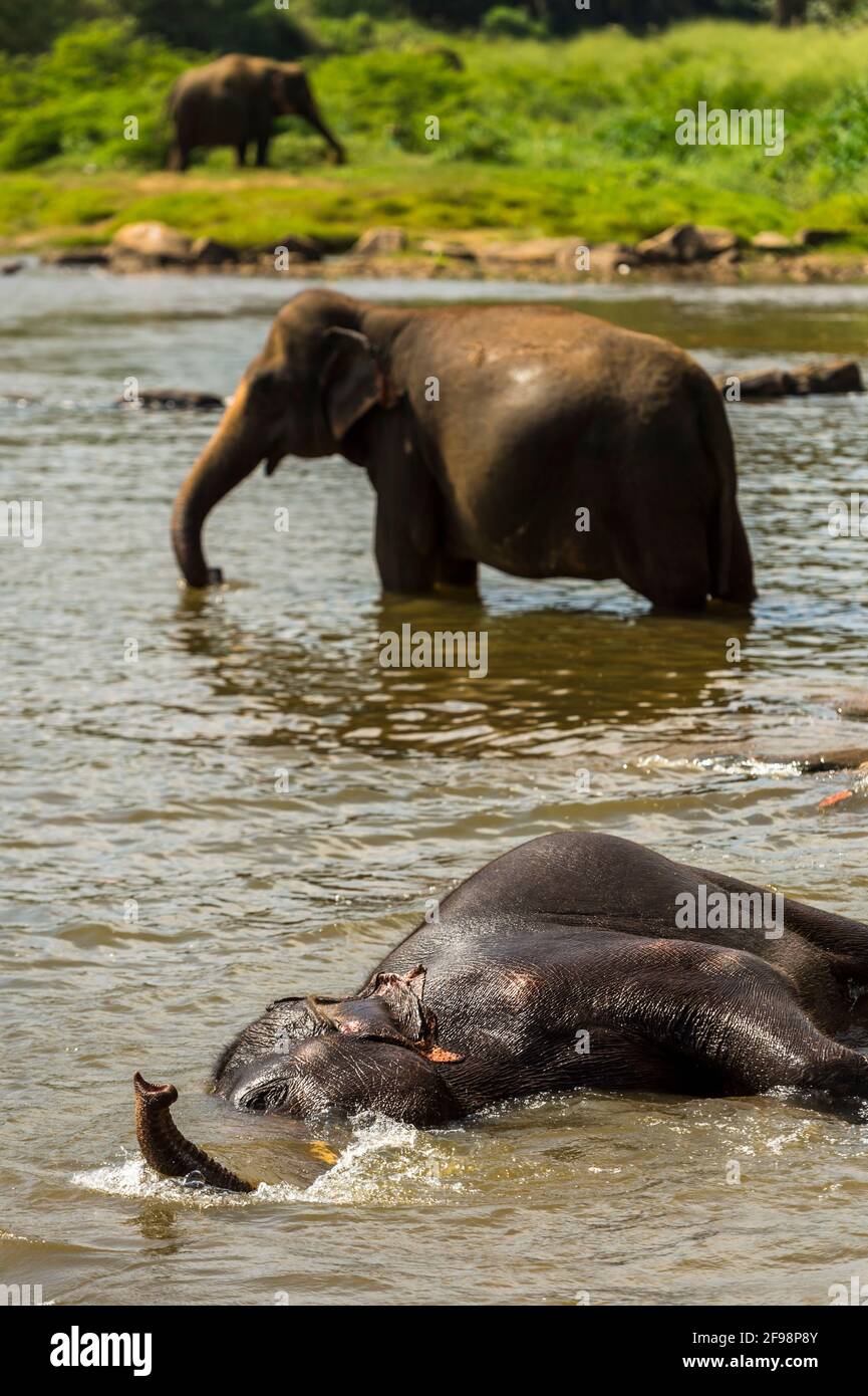 Sri Lanka, Pinnawala, LKA Elephant Park Stock Photo