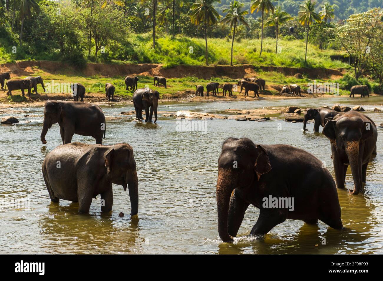 Sri Lanka, Pinnawala, LKA Elephant Park Stock Photo