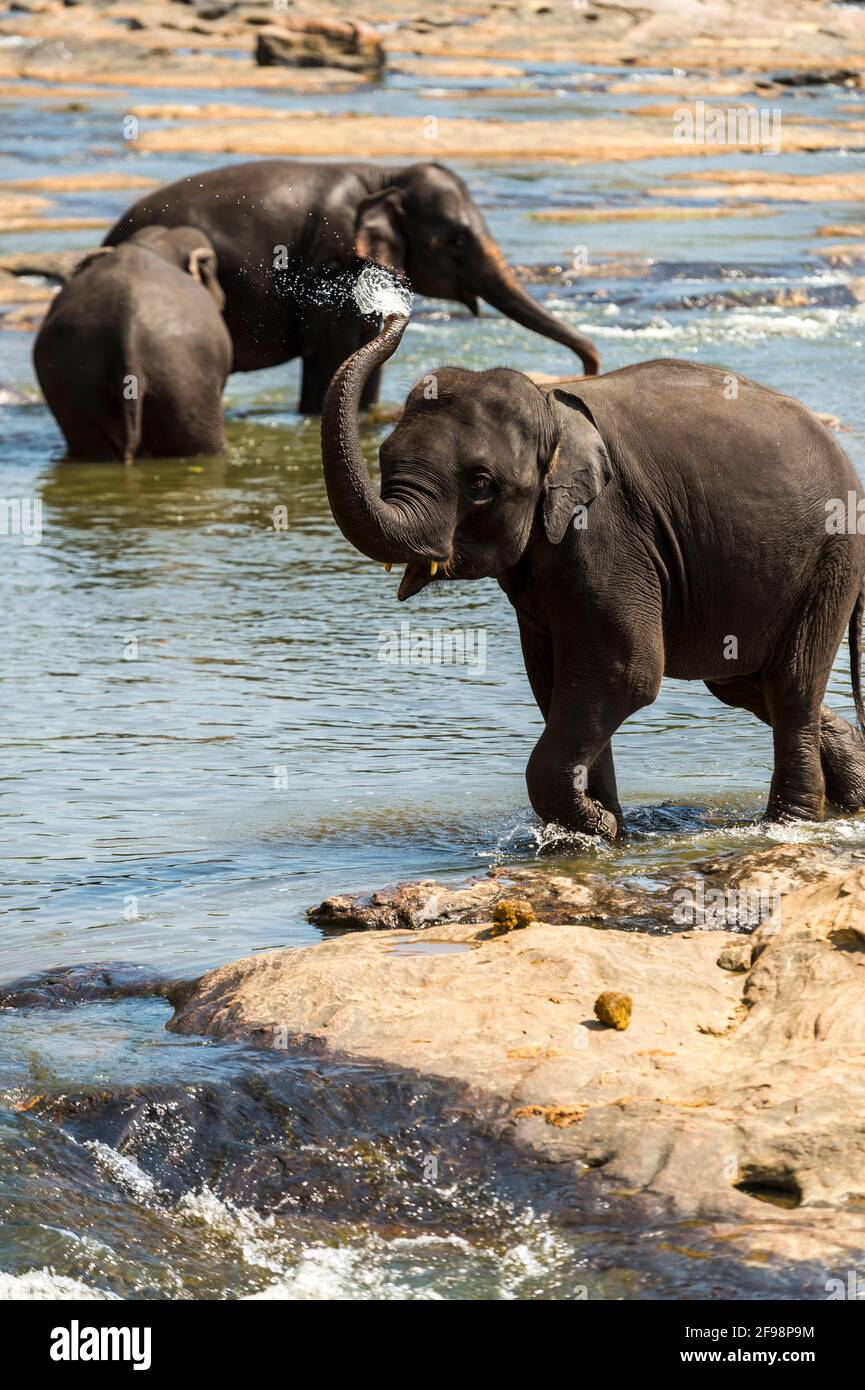 Sri Lanka, Pinnawala, LKA Elephant Park Stock Photo