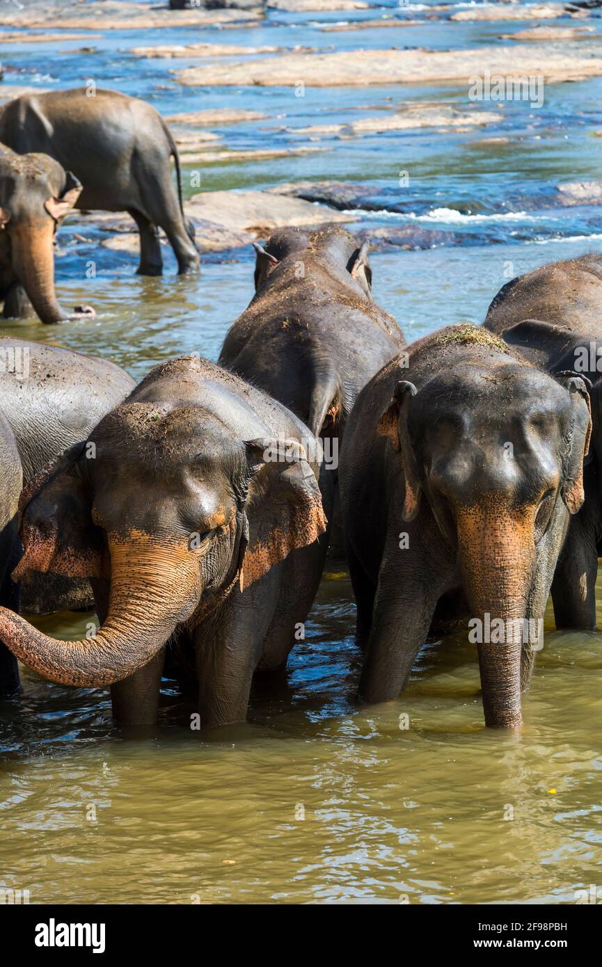 Sri Lanka, Pinnawala, LKA Elephant Park Stock Photo