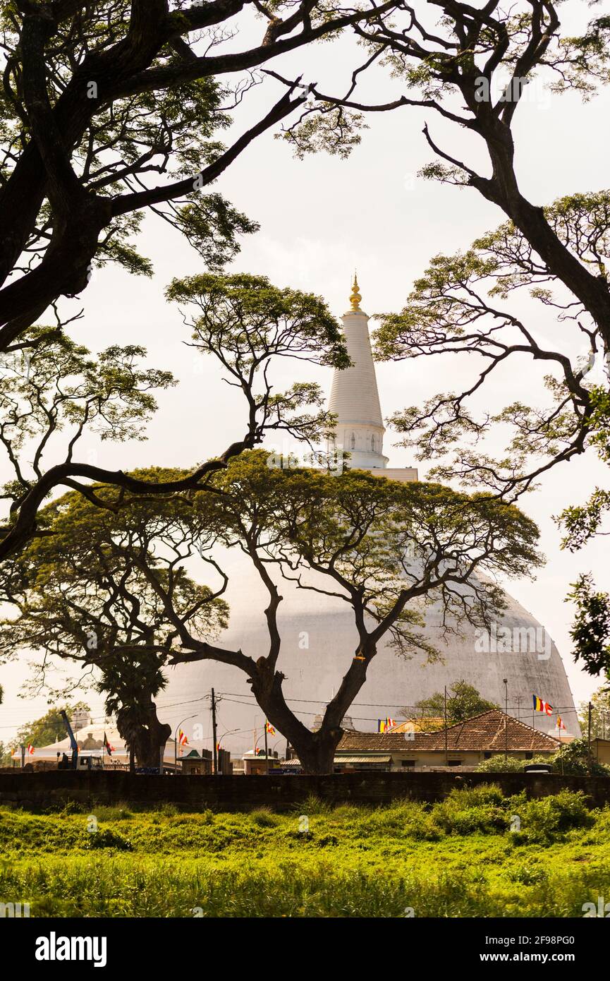 Sri Lanka, Anuradhapura, Ruwanweli Seya Dagoba, trees, detail, Stock Photo