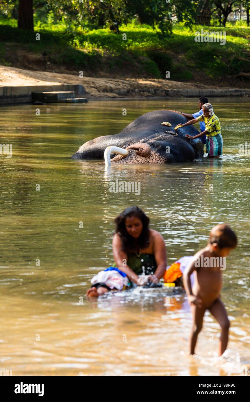 Sri Lanka, Kataragama, temple Kataragama, the temple elephant is washed in the river, women, children, bathe, Stock Photo