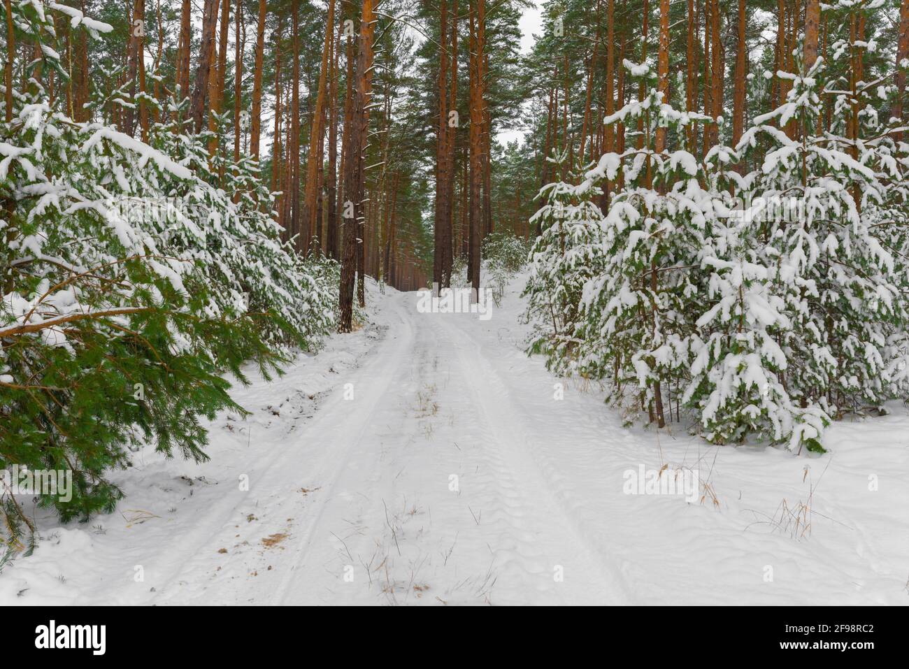 Forest road for forestry vehicles and hiking in winter in Germany, snow-covered ground, tracks in the snow of animals Stock Photo