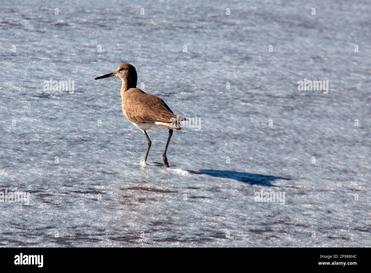 Whimbrel shorebird wading in the surf on Surfers Knoll beach in Ventura California United States Stock Photo