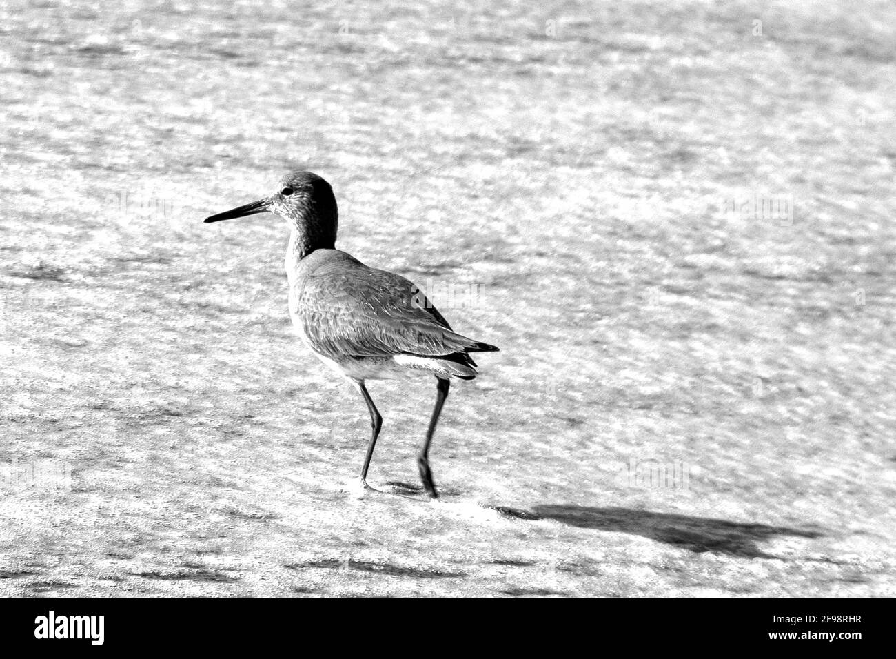 Whimbrel shorebird wading in the surf on Surfers Knoll beach in Ventura California United States in black and white Stock Photo