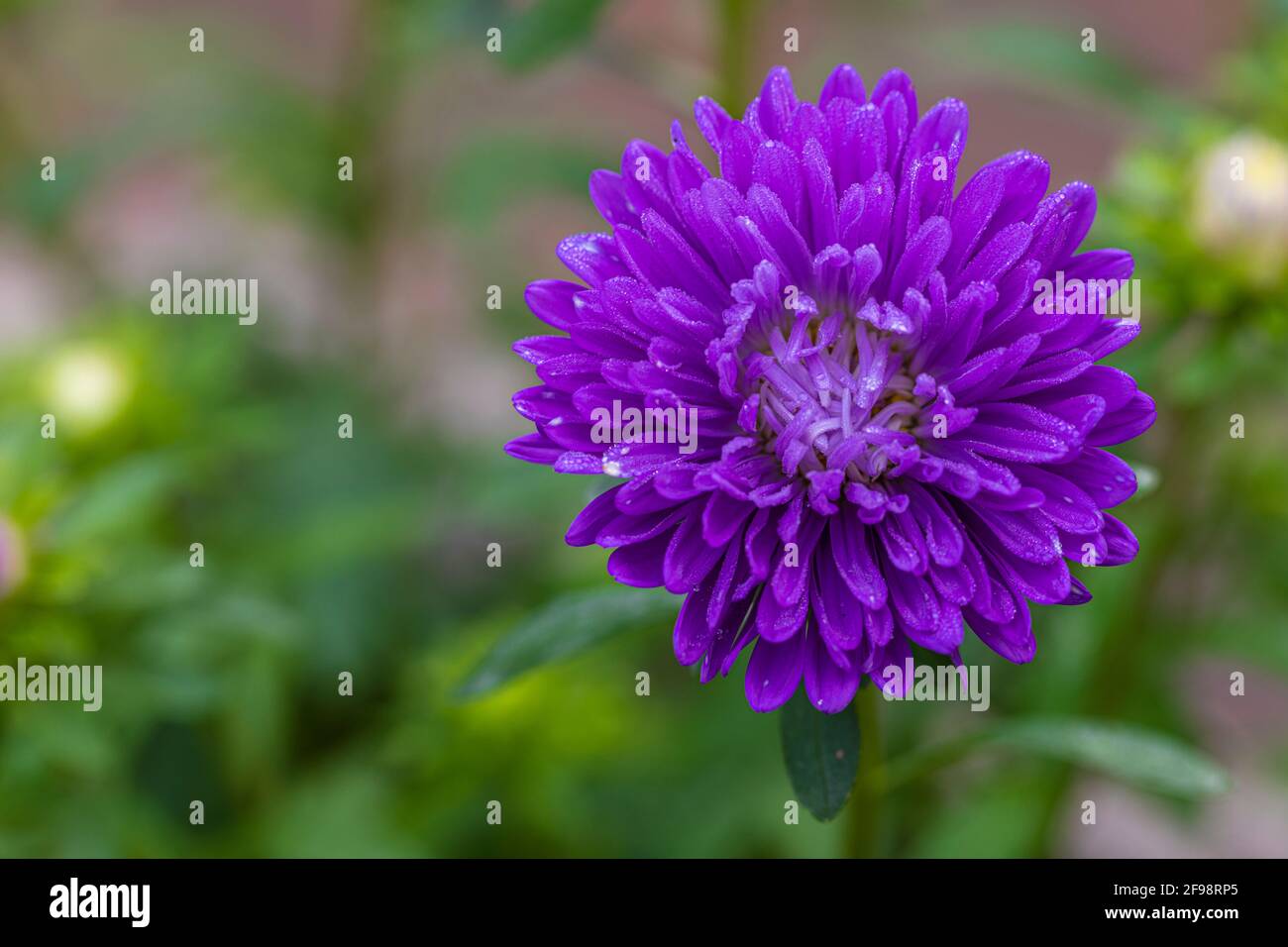 Aster flower, closeup Stock Photo Alamy